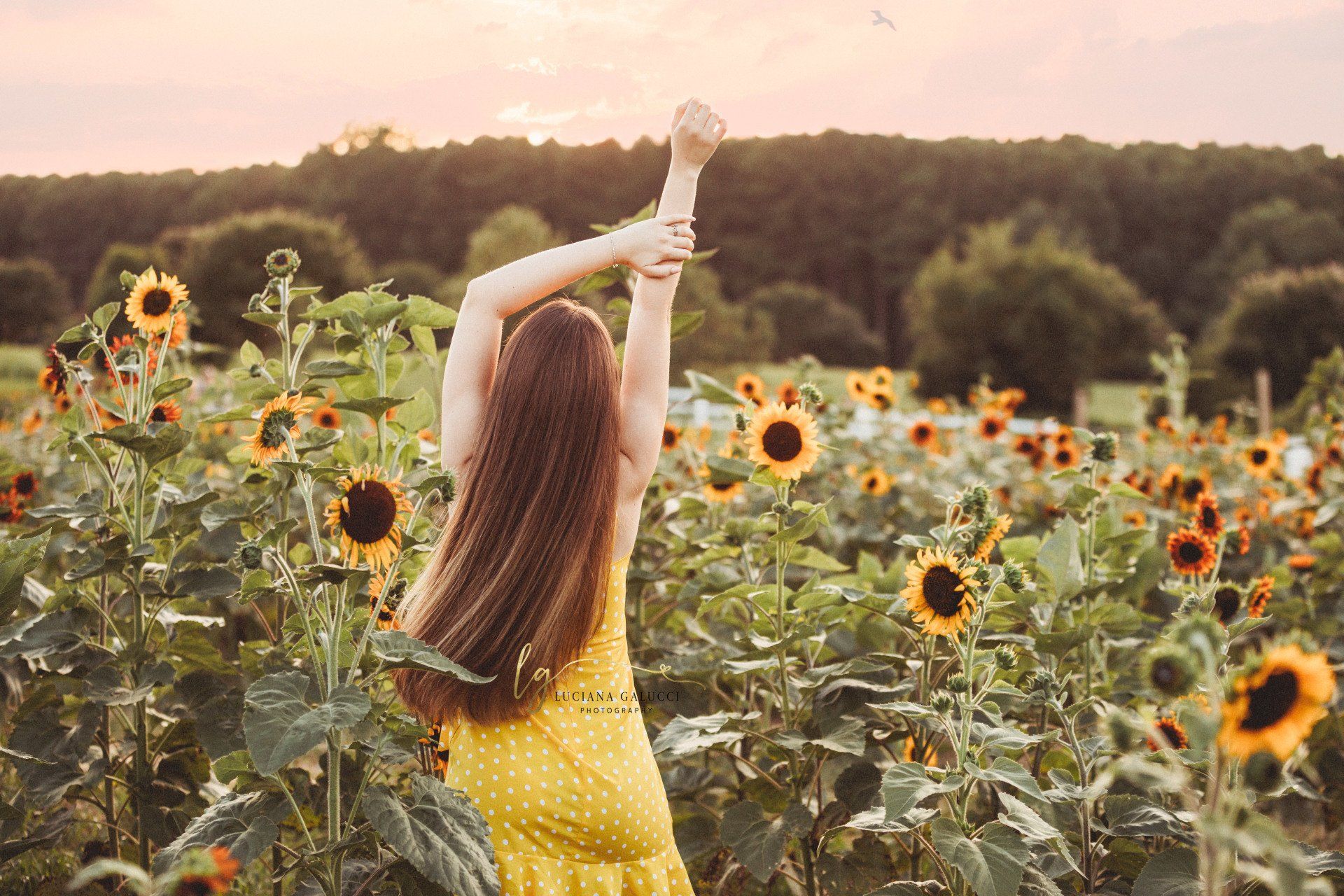 Golden hour senior portrait session in a sunflower field at Dix Park in Raleigh, North Carolina
