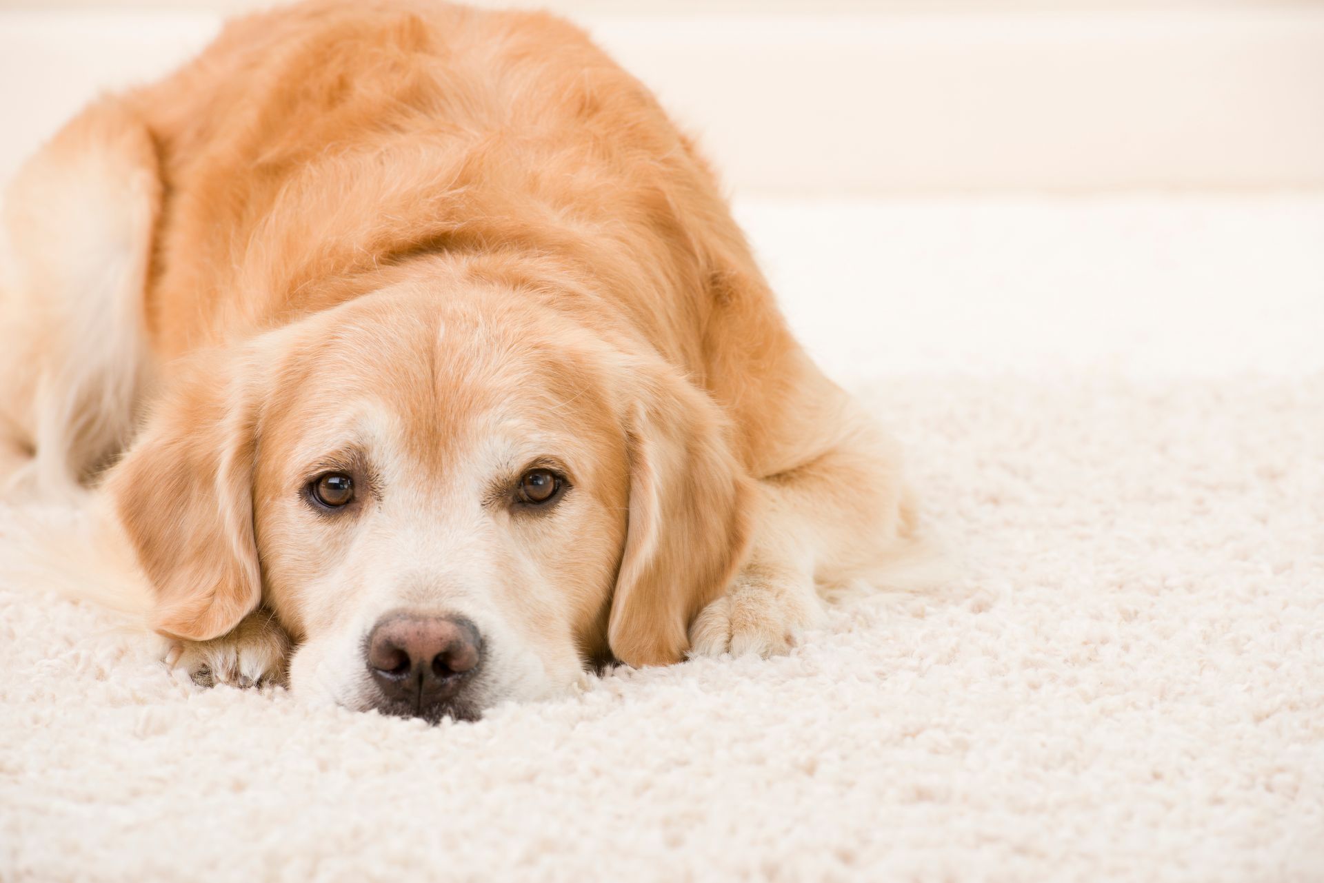Golden retriever dog lying on a cream-colored rug, looking sad.