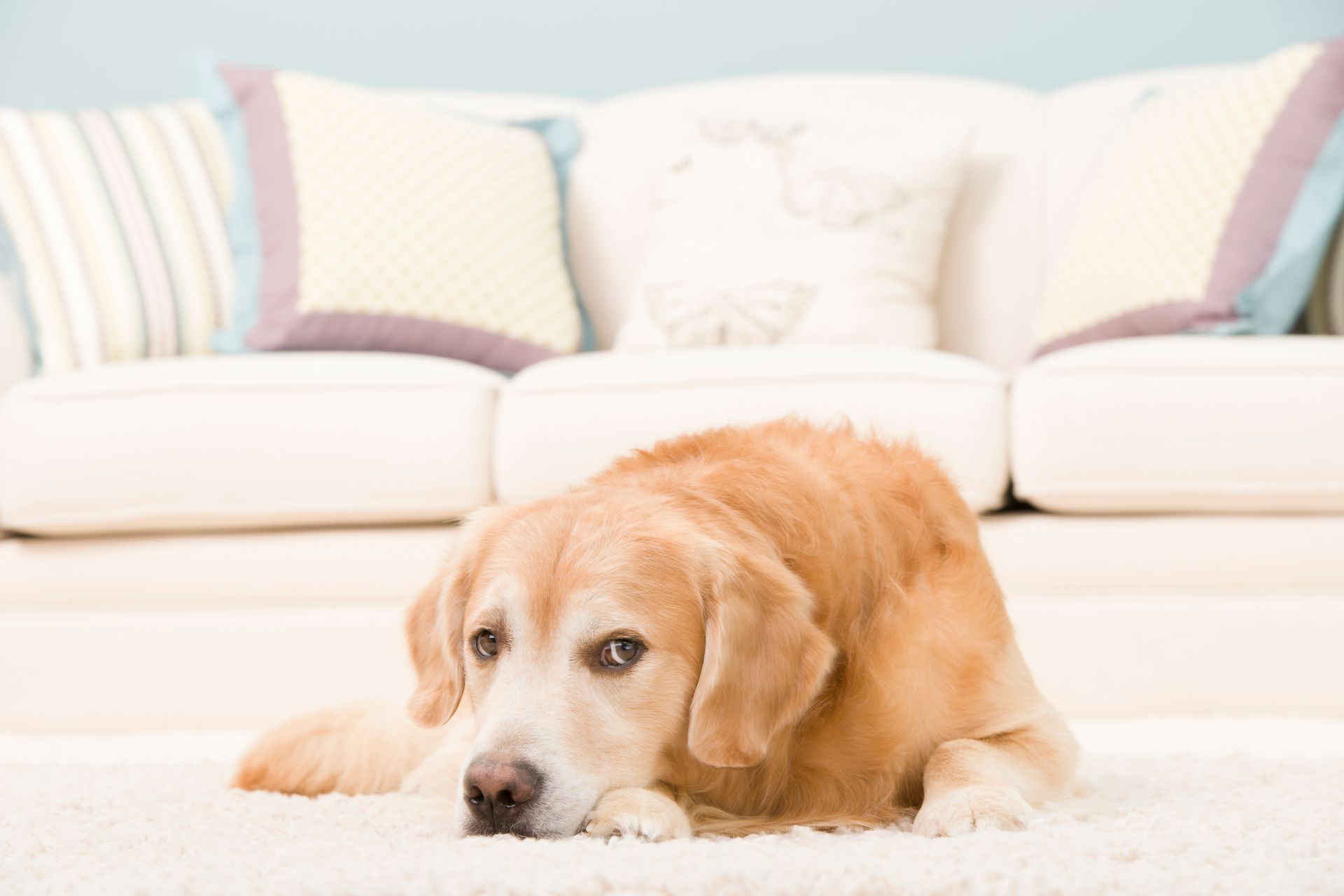 Golden retriever dog lying on a white rug, looking toward the viewer; a white couch with pillows in background.