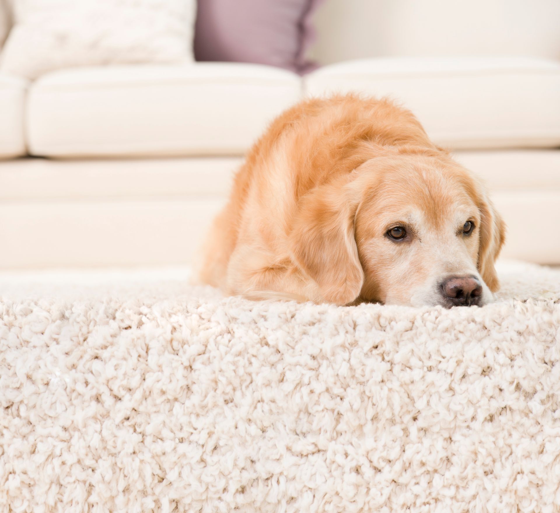 Golden retriever resting head on a plush, white rug in front of a cream-colored couch.