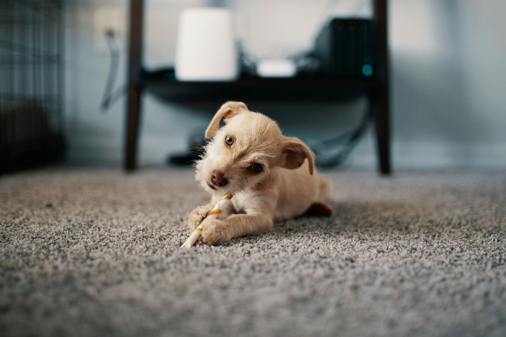 Small tan dog lying on gray carpet, chewing a bone. A dark wooden table is in the background.