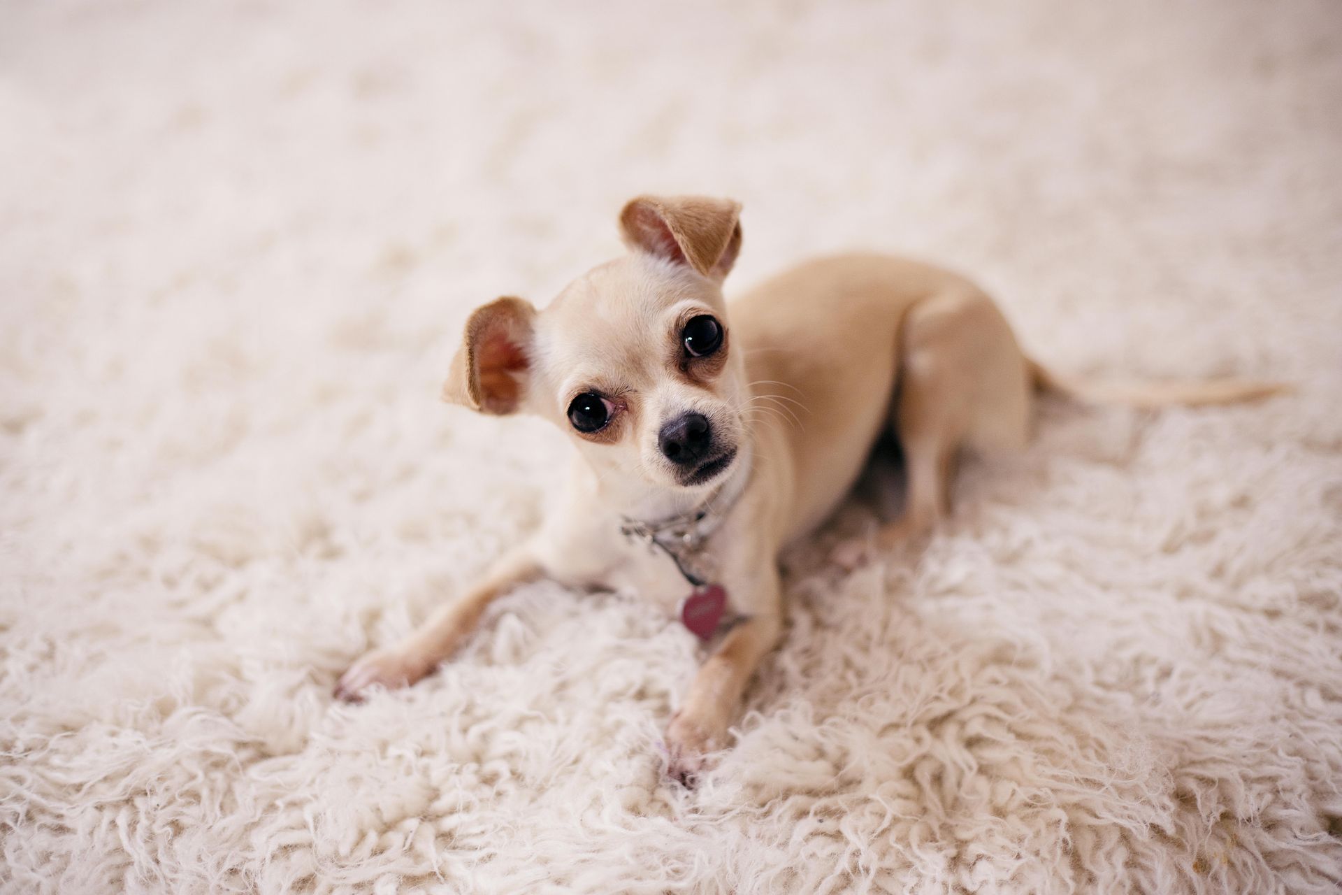Tan Chihuahua dog lying on a white, fluffy rug, looking directly at the camera.