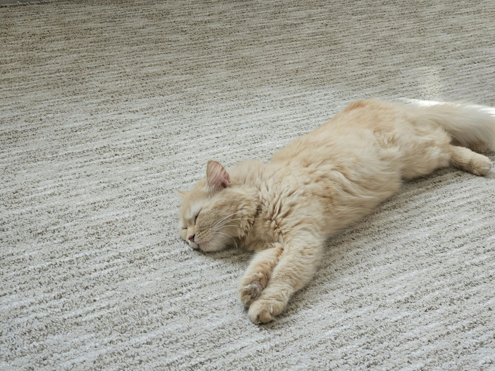 Fluffy, light-orange cat sprawled on a beige carpet, eyes closed.