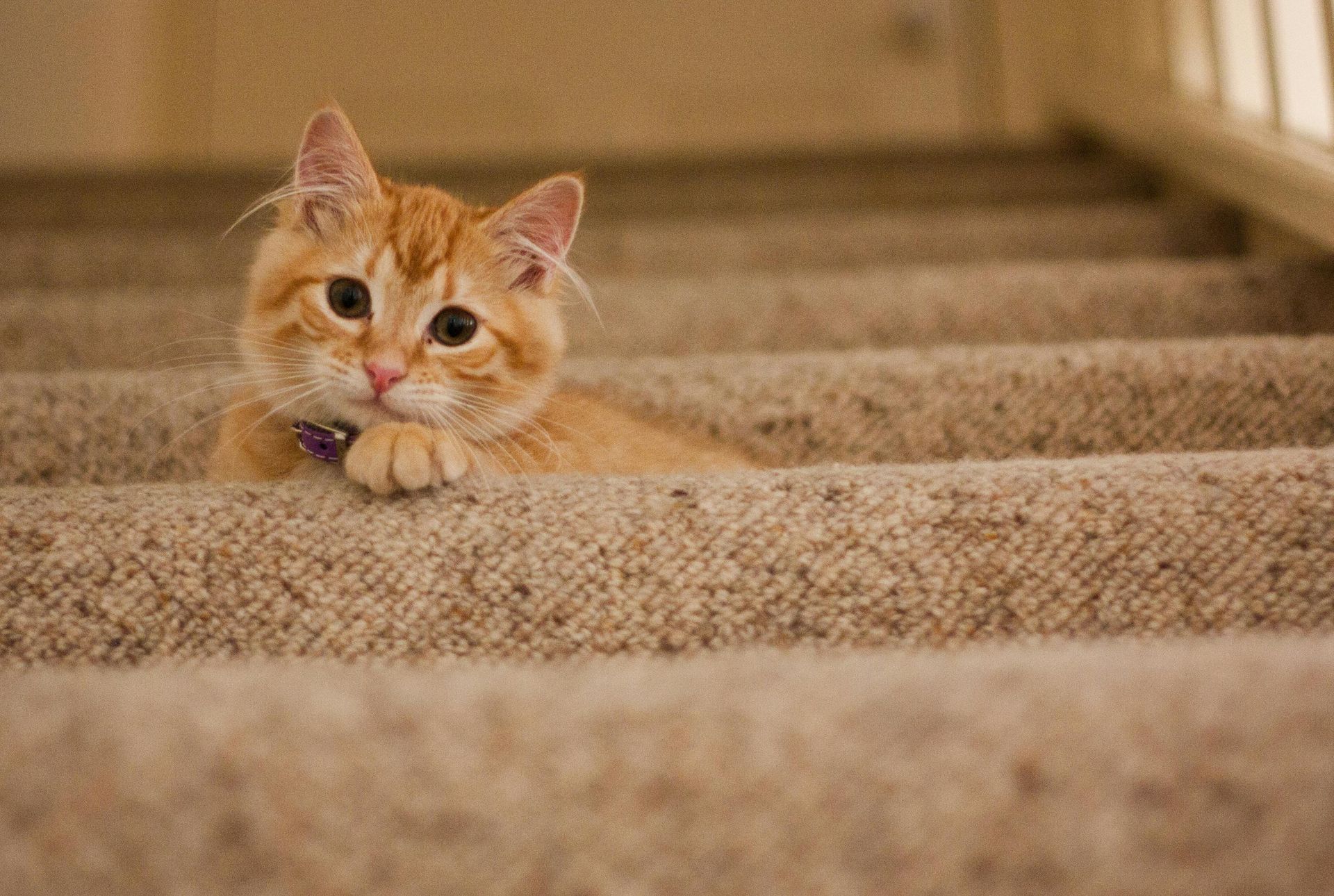 Orange tabby cat peeking over carpeted stairs, resting paws.
