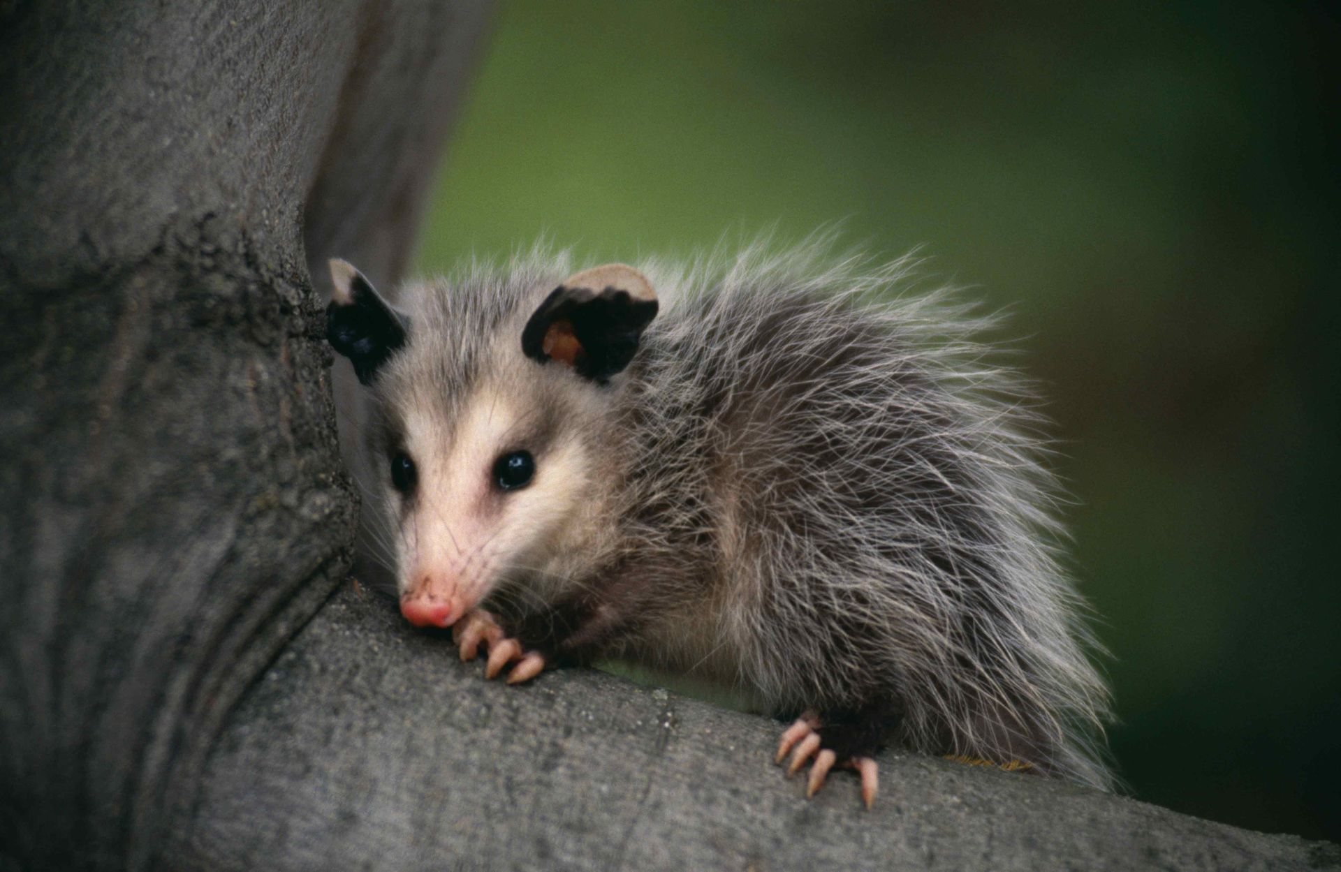 Opossum in a branch — Bonita Springs, FL — Synergy Pest Management