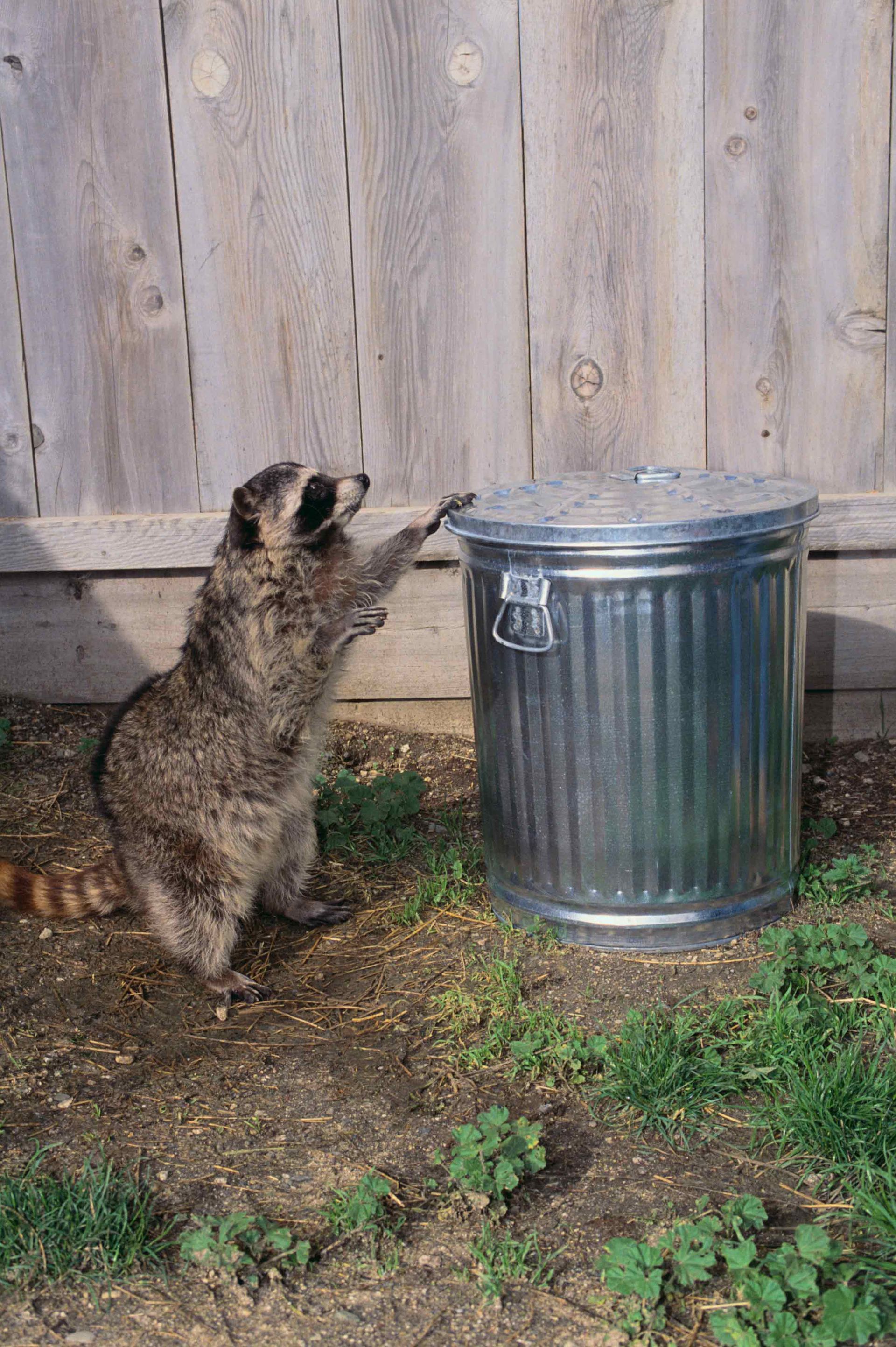 A raccoon — Bonita Springs, FL — Synergy Pest Management