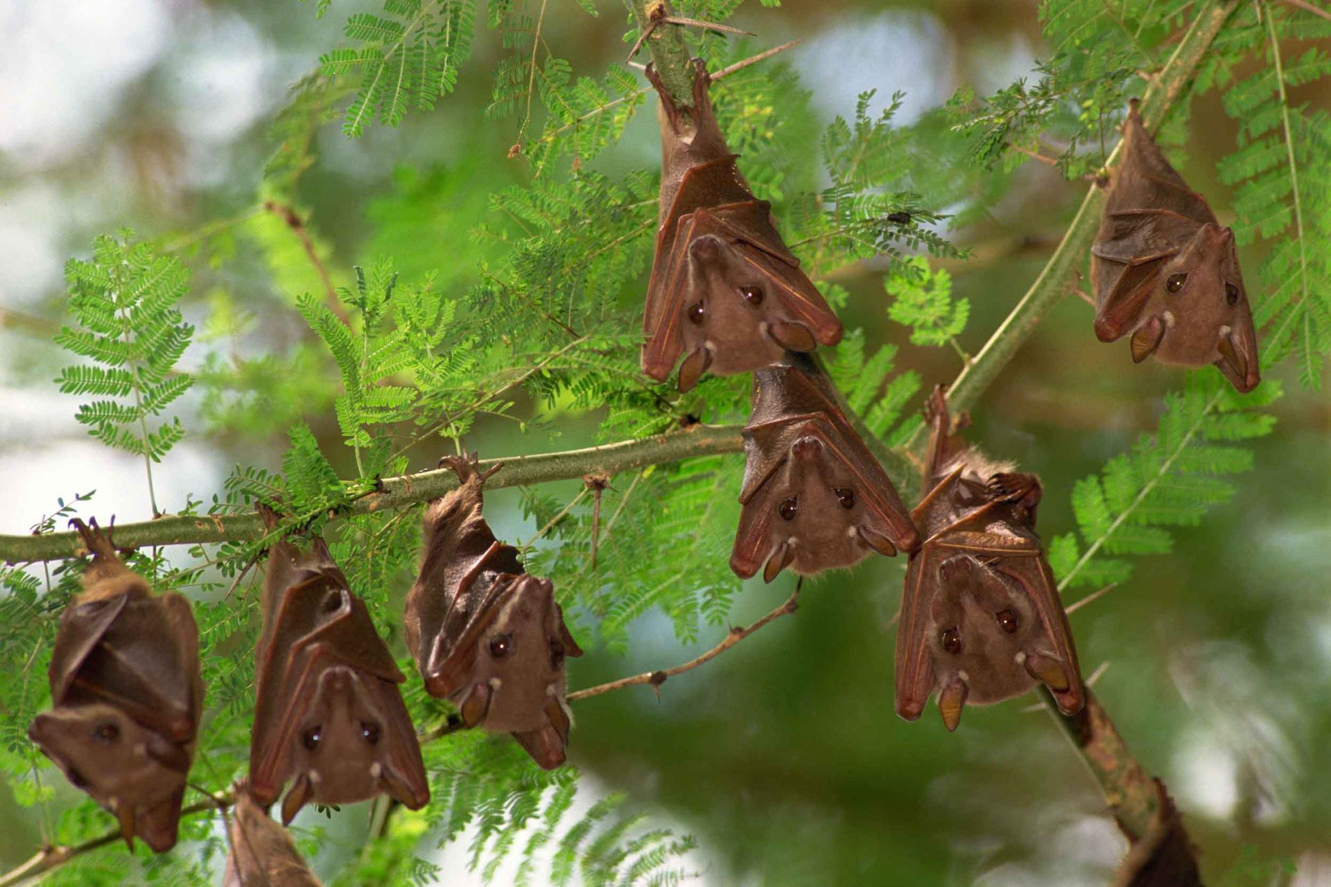 Bats — Bonita Springs, FL — Synergy Pest Management