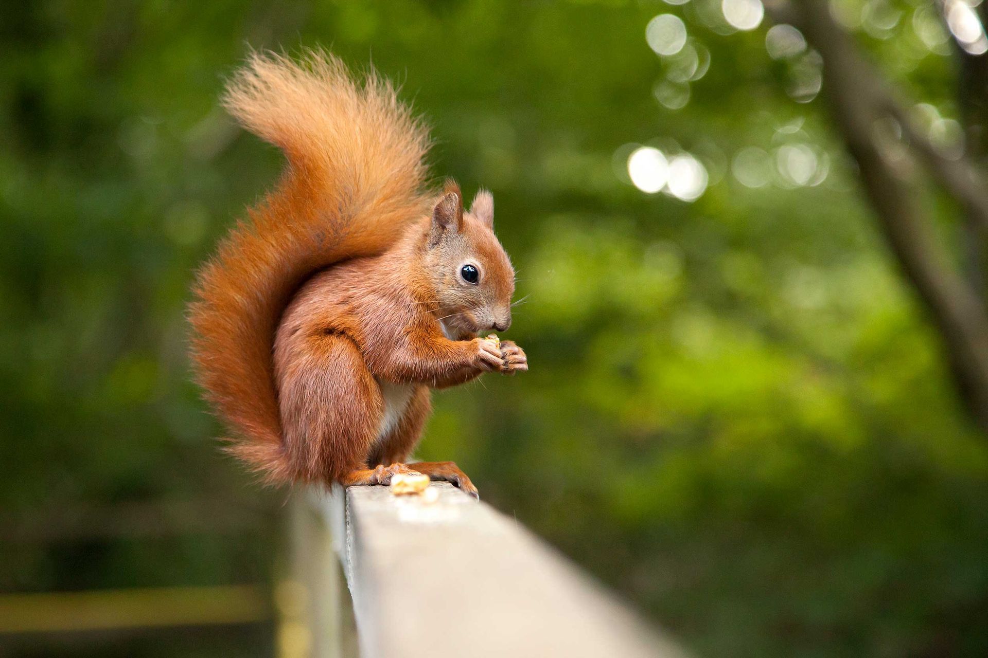 Squirrel eating nuts — Bonita Springs, FL — Synergy Pest Management