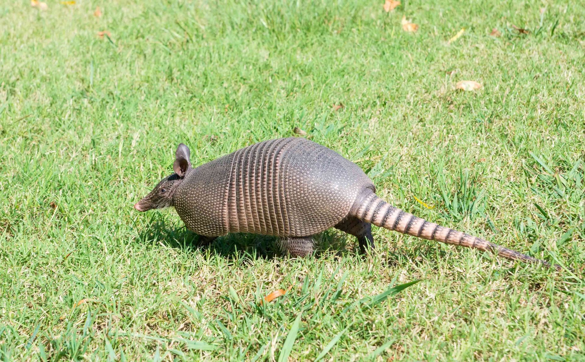 Armadillo — Bonita Springs, FL — Synergy Pest Management