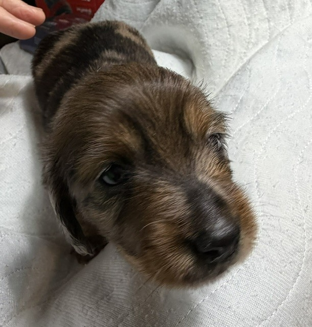 Small brown-and-black puppy lying on a white blanket, looking up with curious eyes
