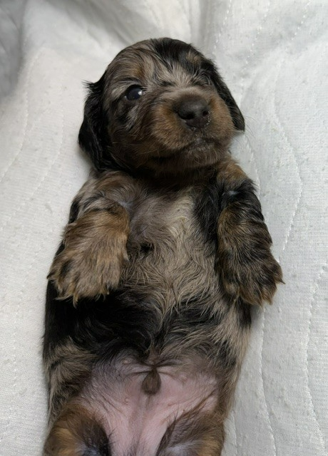 Tiny brown-and-black puppy lying on a white blanket, paws up and looking at the camera.