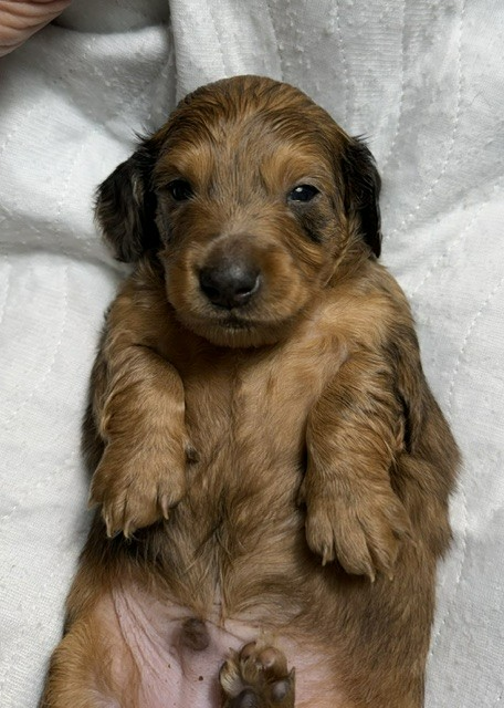 Tiny brown-and-black puppy lying on a white blanket, paws up and looking at the camera.