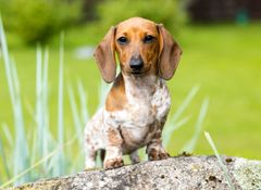 Brown-and-white dachshund standing on a rock outdoors with green grass in the background Brown-and-white dachshund standing on a rock outdoors with green grass in the background