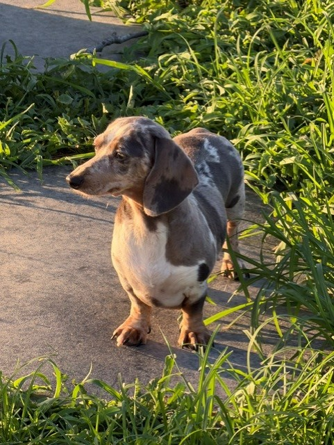 Dachshund standing on a sidewalk beside green grass in warm sunlight