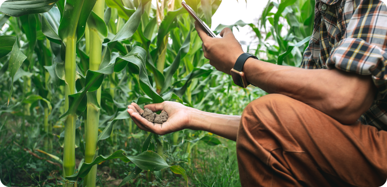 Farmer examining soil in a corn field while using a mobile device.