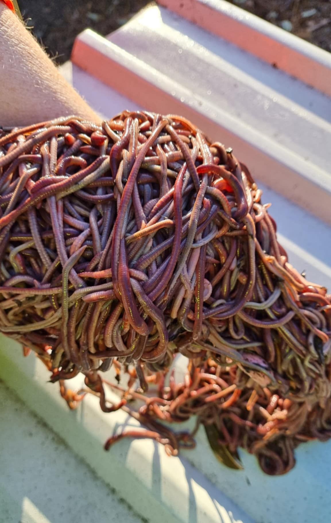 A person is holding a pile of worms in their hands.