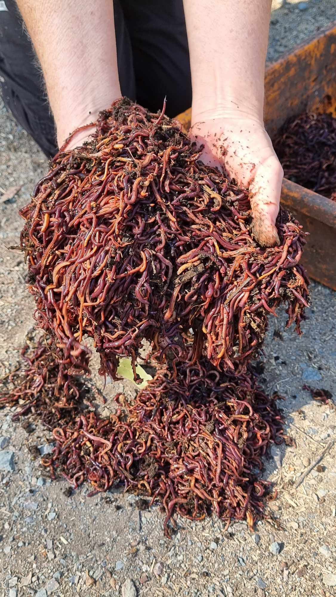 Compost Worms