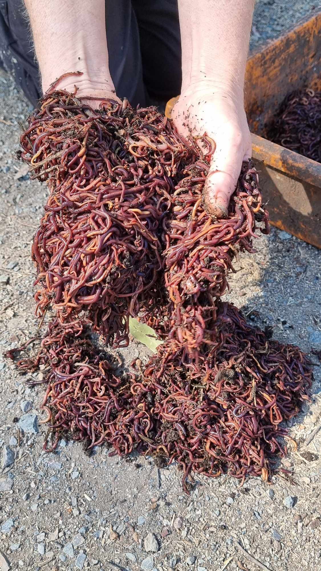 Compost Worms from Australian Worm Farms
