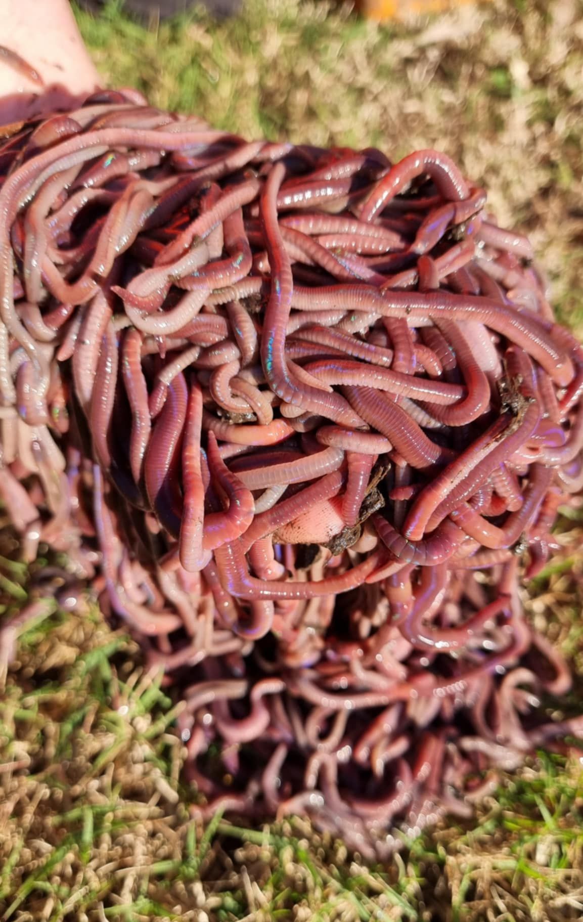 A person is holding a pile of worms in their hands.