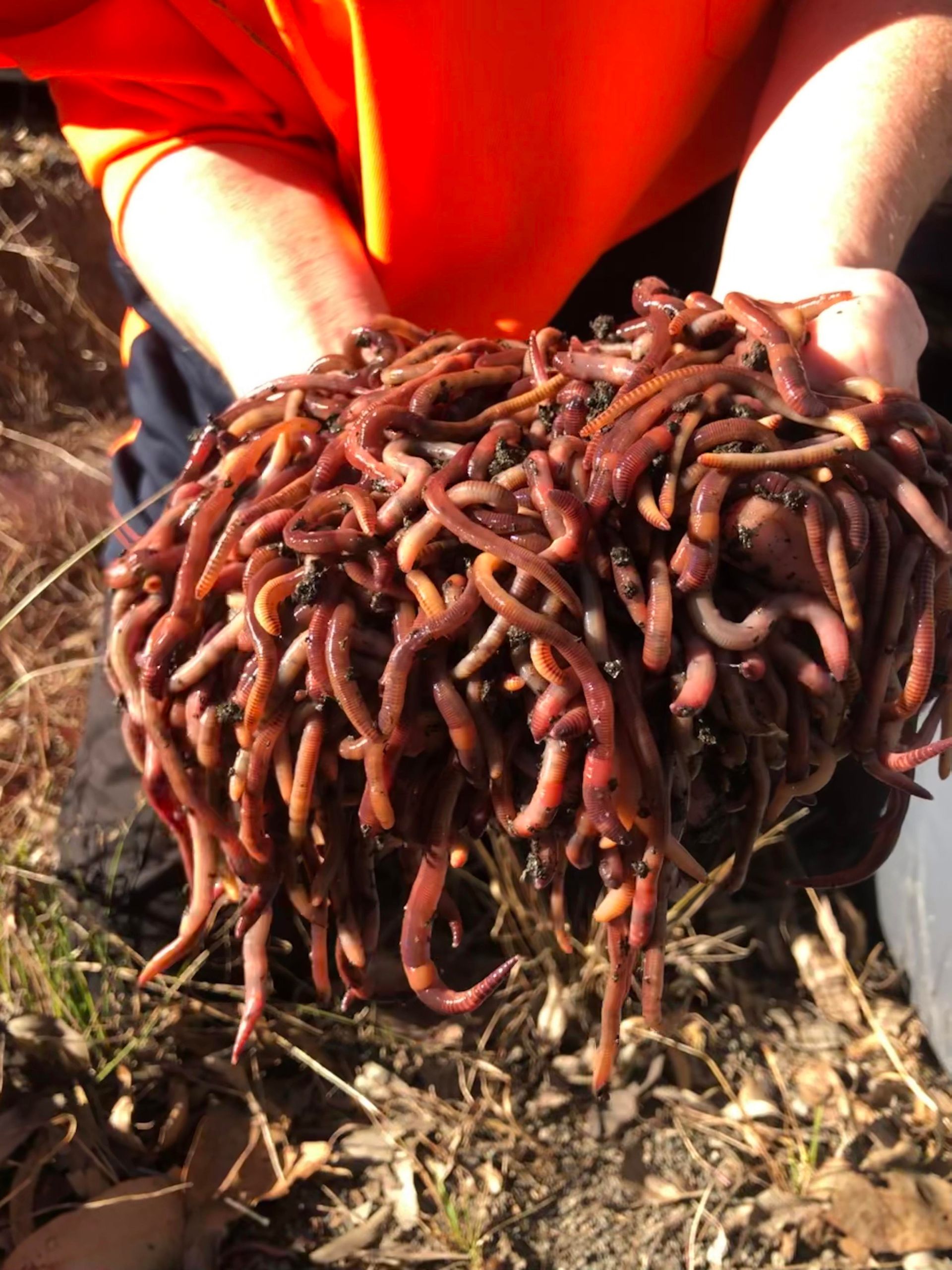 A person is holding a pile of worms in their hands