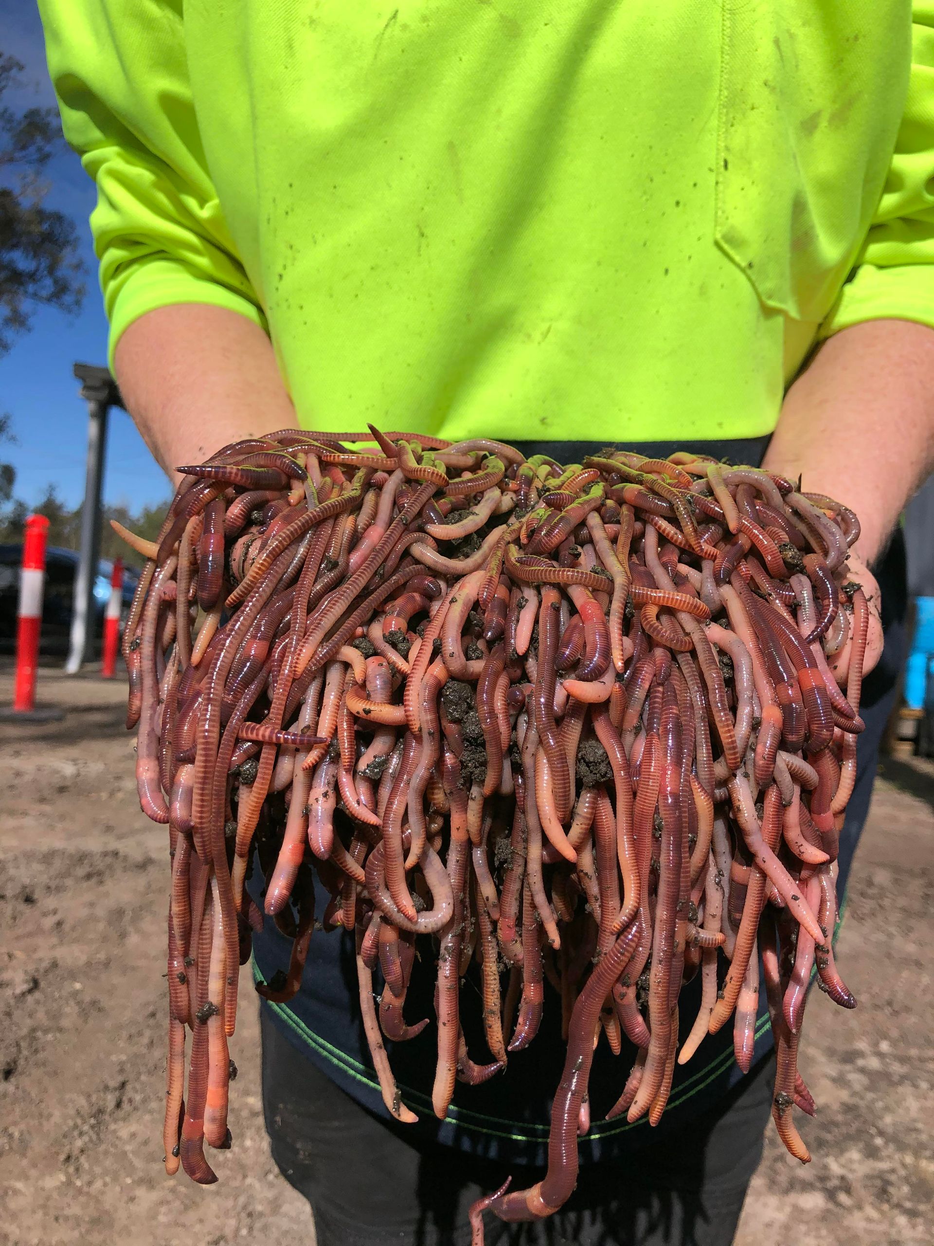 A person is holding a pile of baitworms