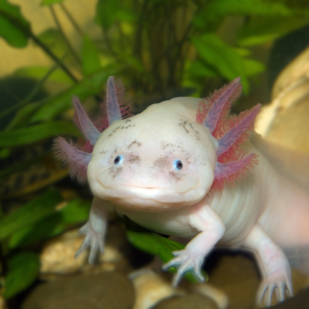 A close up of an axolotl in a tank with plants in the background