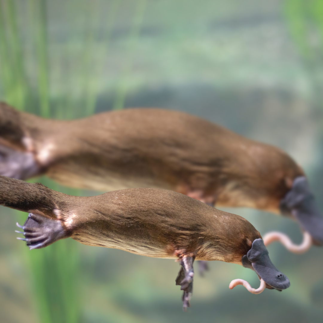 Two platypus are swimming in the water together.