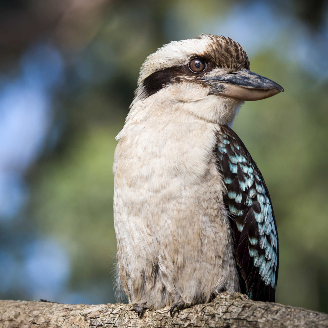 A close up of a bird sitting on a tree branch