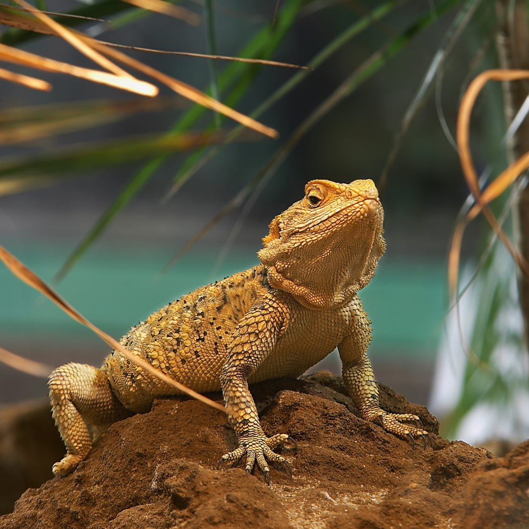 a lizard is sitting on top of a pile of dirt