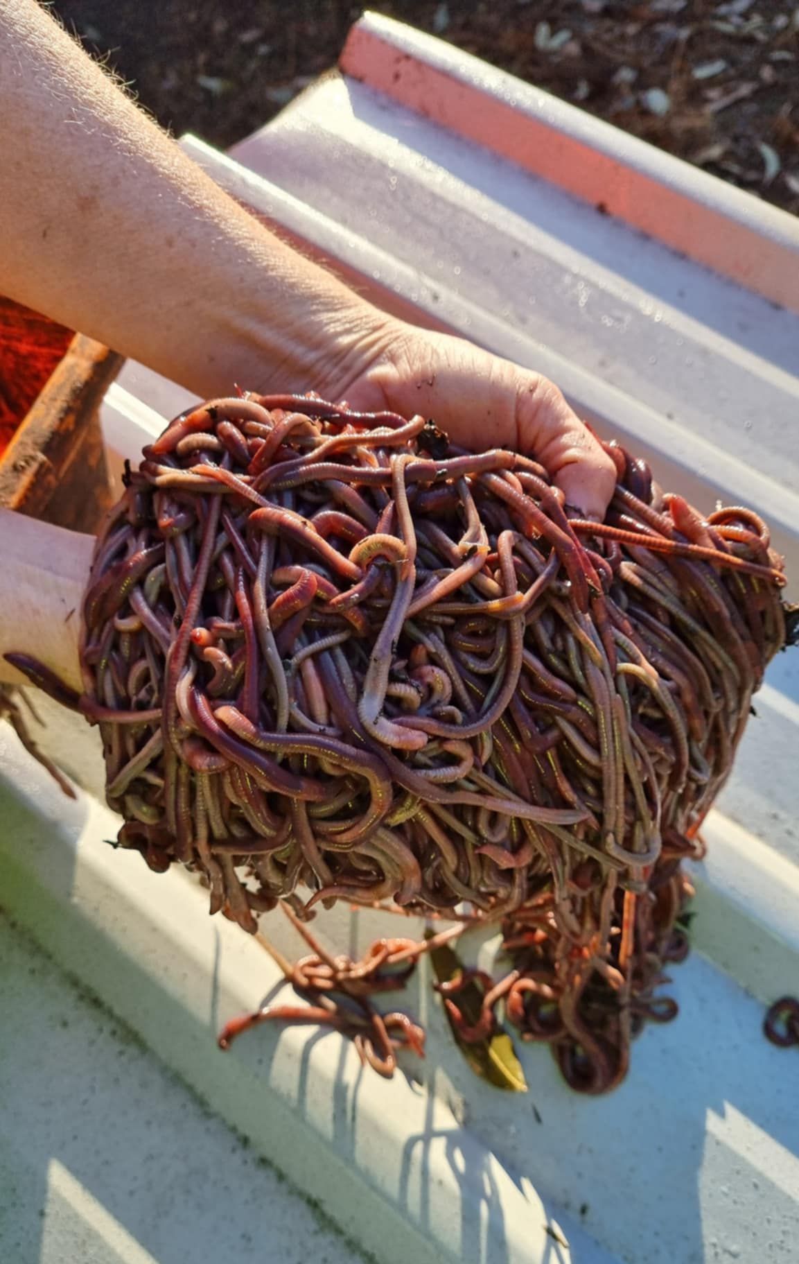 A person is holding a pile of worms in their hands.