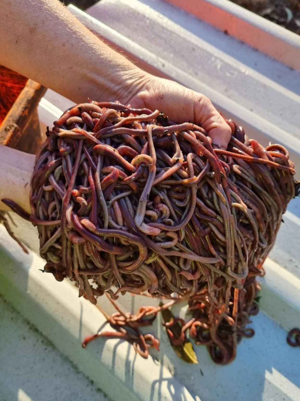 A person is holding a pile of worms in their hands