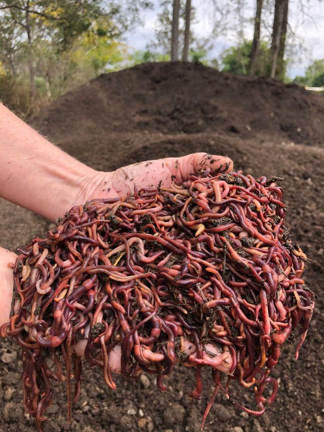 Red Wiggler Composting Worms