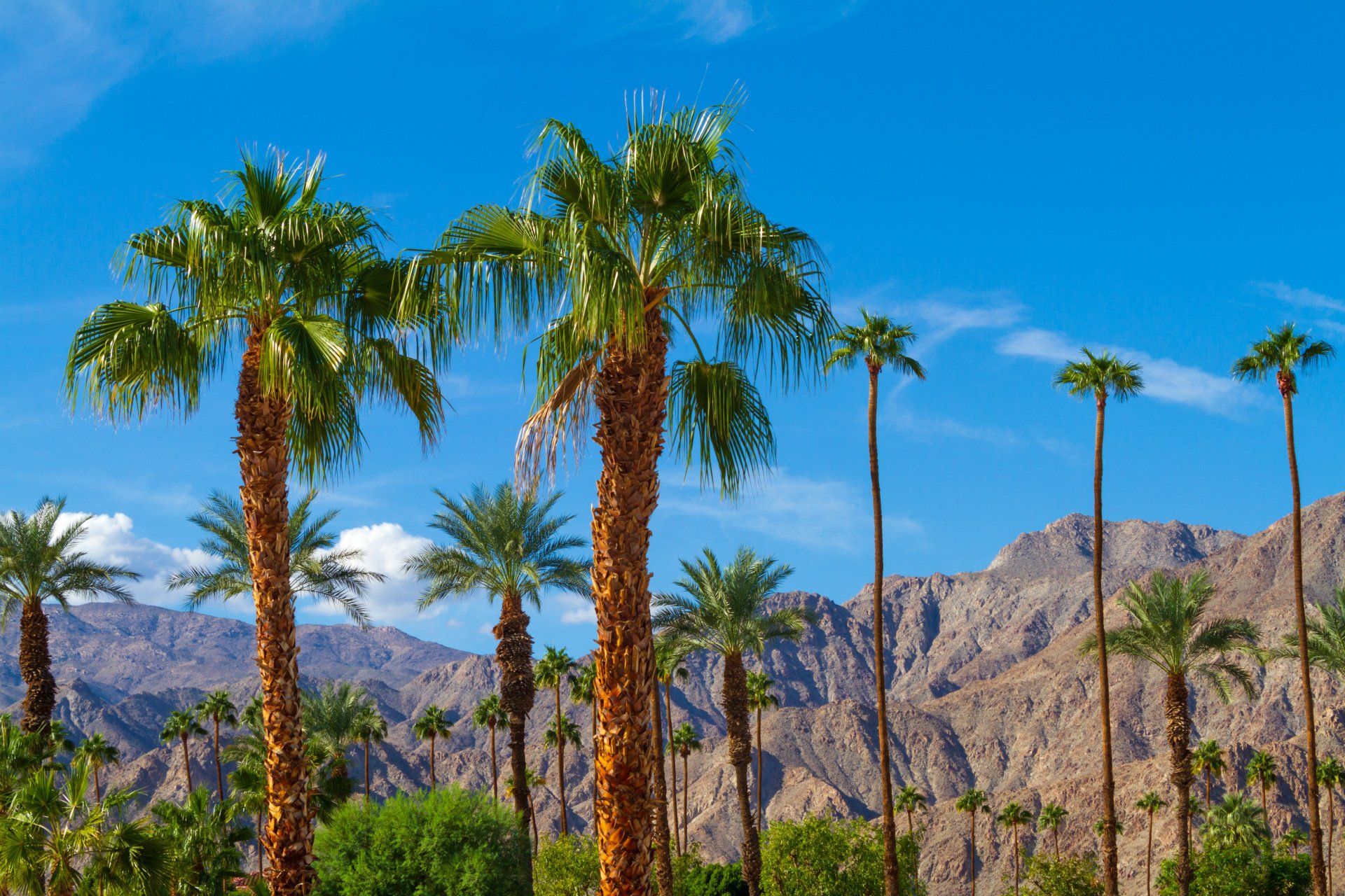 A row of palm trees in the desert with mountains in the background.