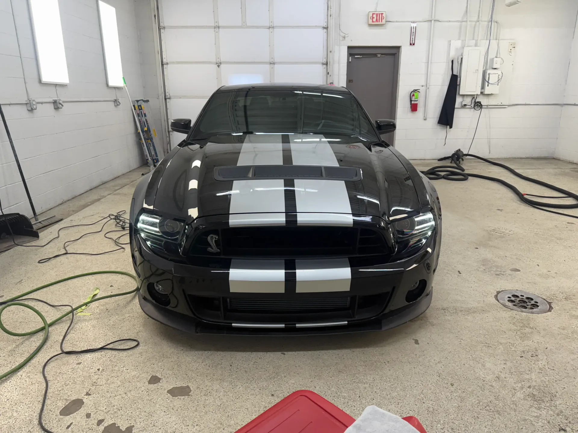 Striped Mustang with coat shine.