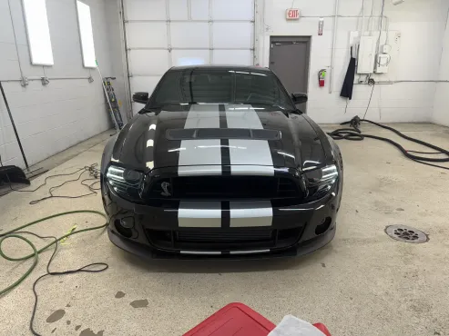 Striped Mustang with coat shine.