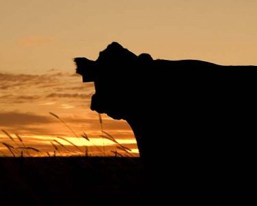 A silhouette of a cow standing in a field at sunset.