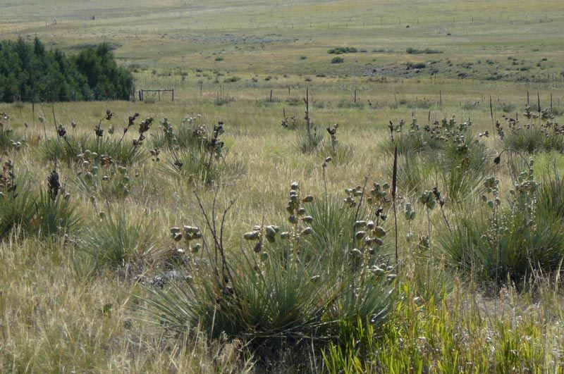 A field of tall grass and shrubs with trees in the background.