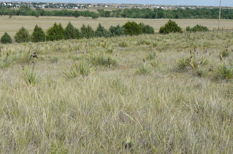 A field of tall grass with trees in the background.