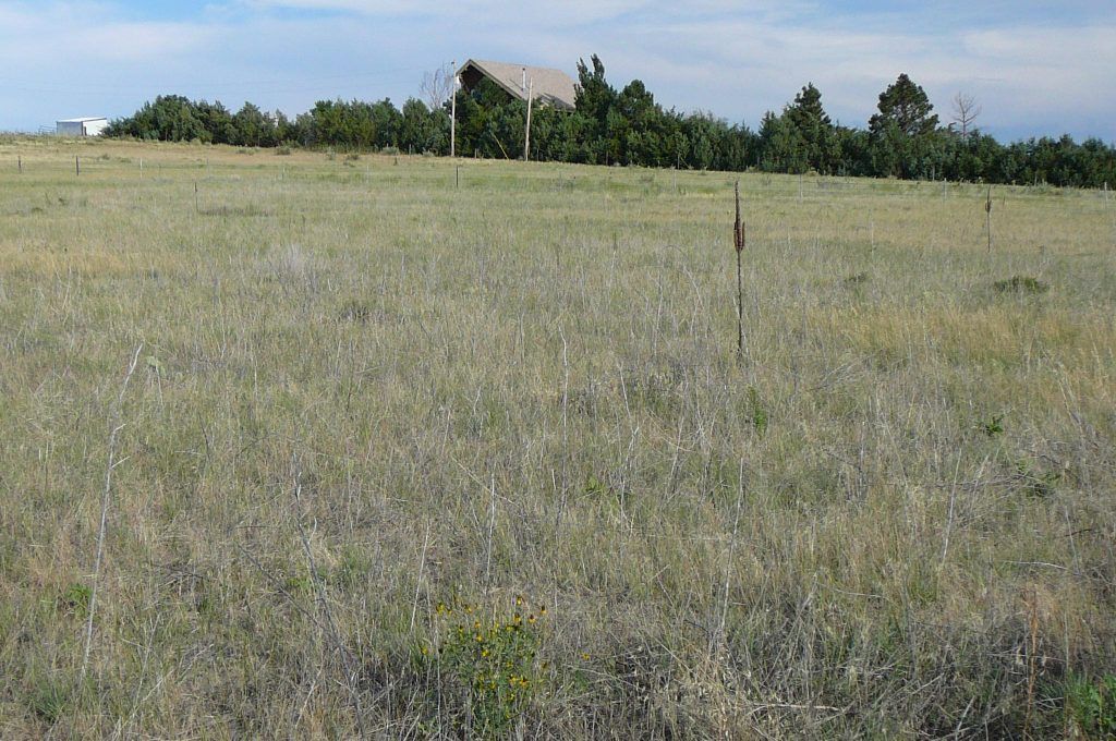 A large grassy field with trees in the background