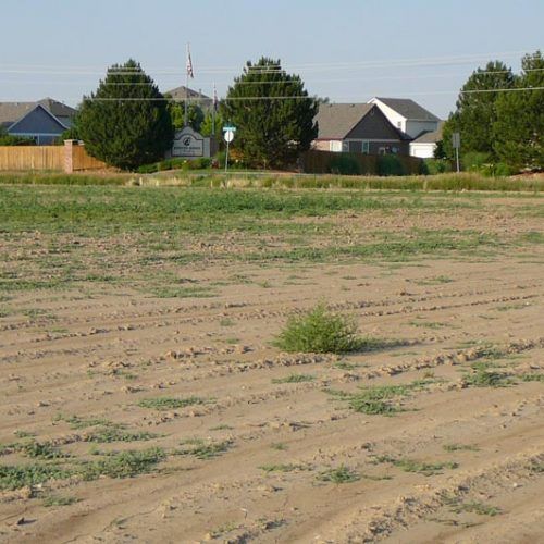 An empty field with houses in the background