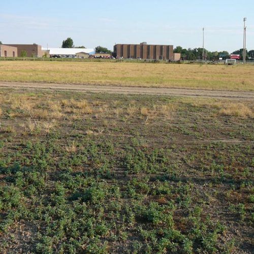 A large grassy field with a building in the background