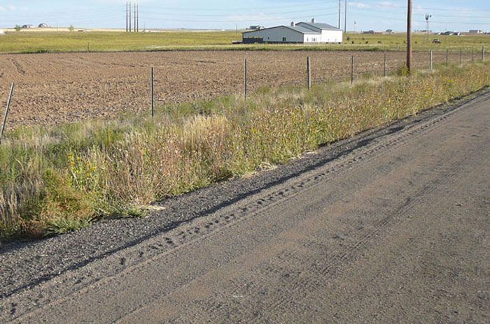 A road going through a field with a house in the background.