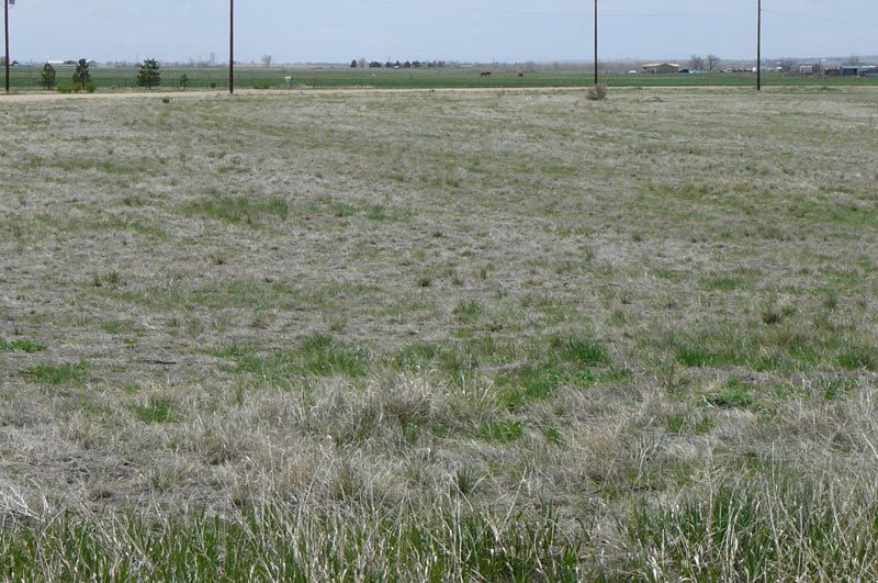 A large grassy field with a few trees in the background