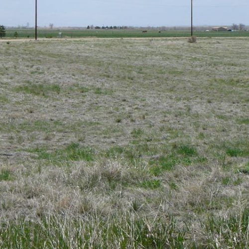 A large grassy field with a few trees in the background