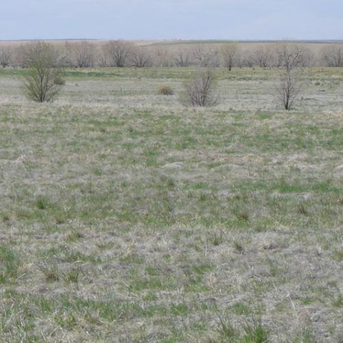 A large grassy field with trees in the background