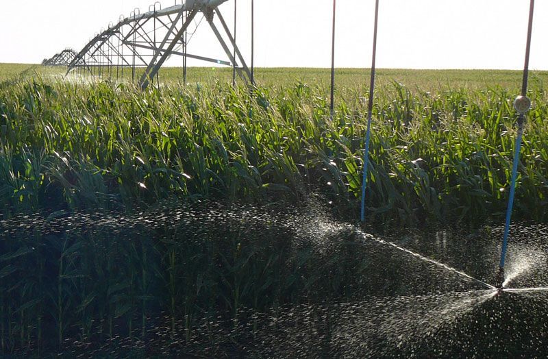 A sprinkler is spraying water on a field of plants