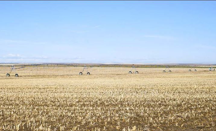 A large dry grass field with a blue sky in the background.