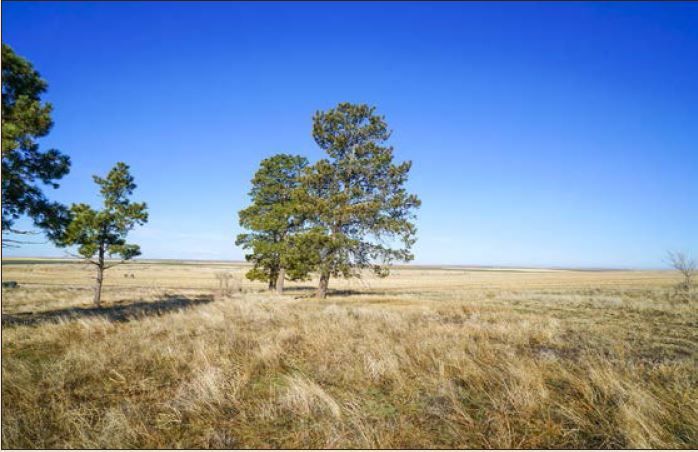 There are two trees in the middle of a field.