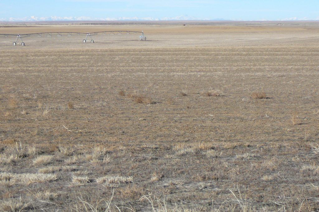 A large dry field with a blue sky in the background