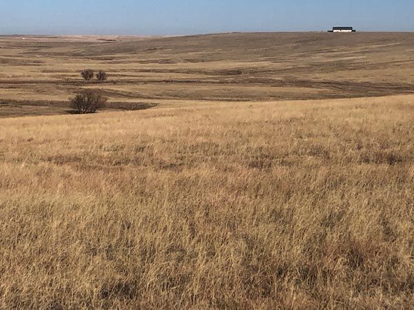 A field of dry grass with a house in the distance